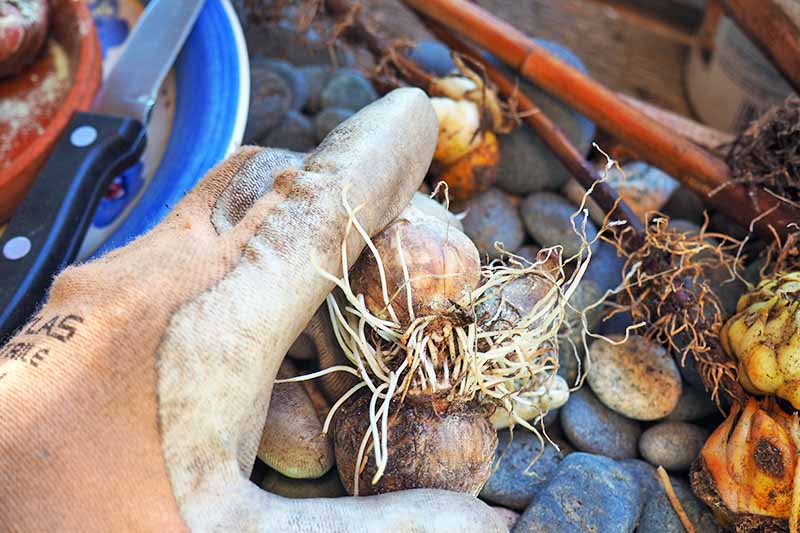 Cutting the Plant Bulbs