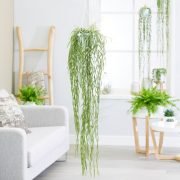 Decorate Your Home with the Best Indoor Hanging Plants 