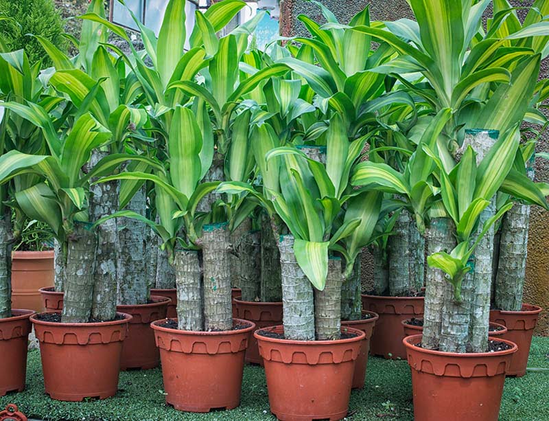 Dracaena Fragrans