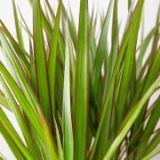 Dracaena Guide: How to Take Care of a Dracaena Plant