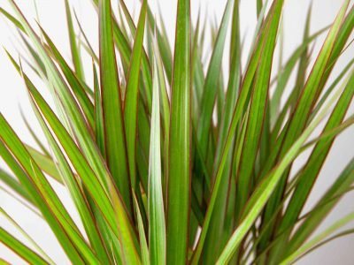 Dracaena Guide: How to Take Care of a Dracaena Plant