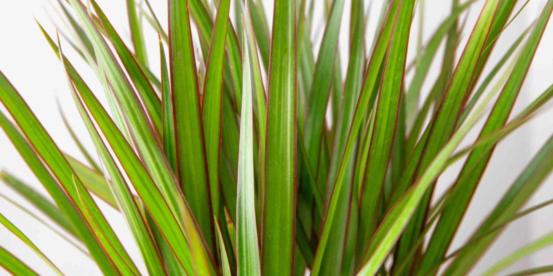 Dracaena Guide: How to Take Care of a Dracaena Plant