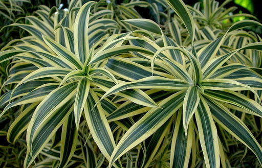 Dracaena Reflexa