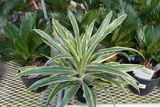 Dracaena Warneckii