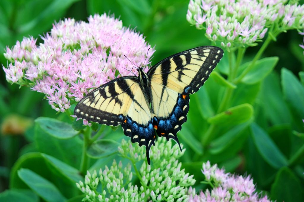 Monarch Butterflies