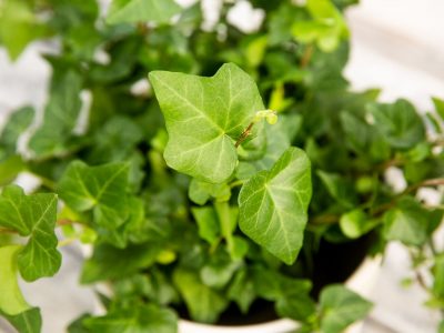 English Ivy Care: Tips and Precautions 