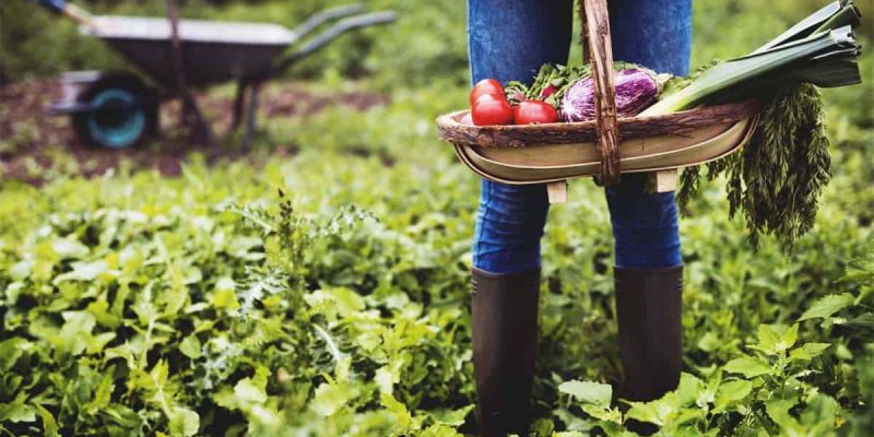 Everything You Need to Know to Start Your Own Garden