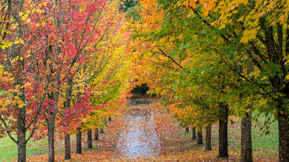 Fall in the Trees