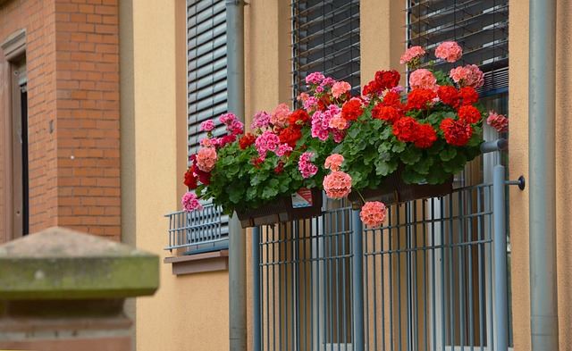 Geranium Burst