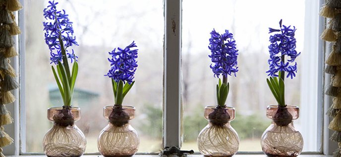 Grow Bulb Indoors