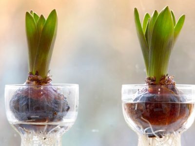 Growing Bulbs Indoors: How to get started?