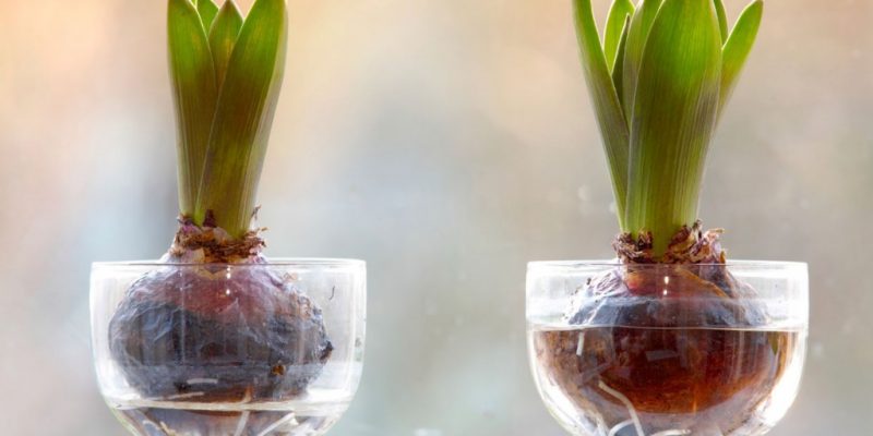 Growing Bulbs Indoors: How to get started?