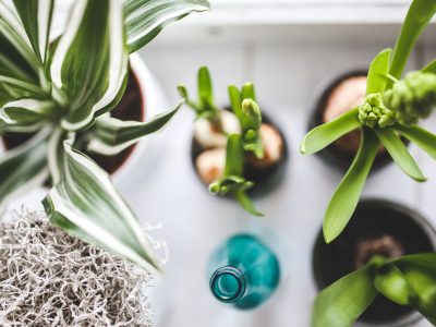 How to Identify House Plants Quickly