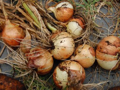 How to Plant and Store Bulbs? A Step by Step Comprehensive Guide 