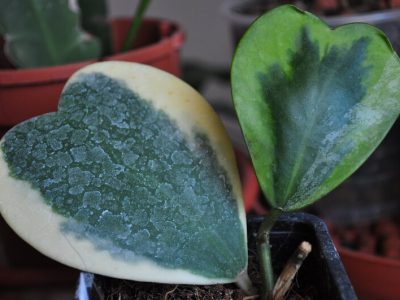 Hoya Kerrii Guide: How to Take Care of a Hoya Kerrii Plant