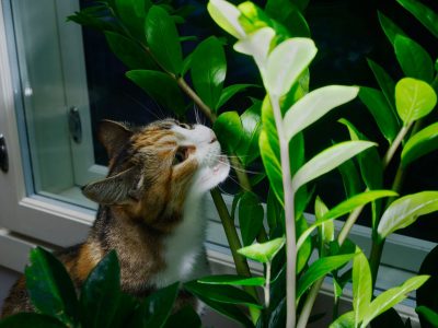 Is Succelents Poisonous to Cats? - How Succelents Affect Cats?