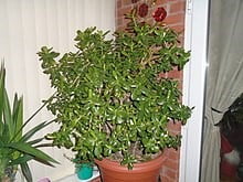 Jade plant