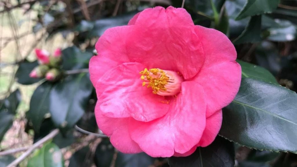 Japanese Camellias