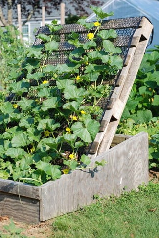 Pallet Trellis