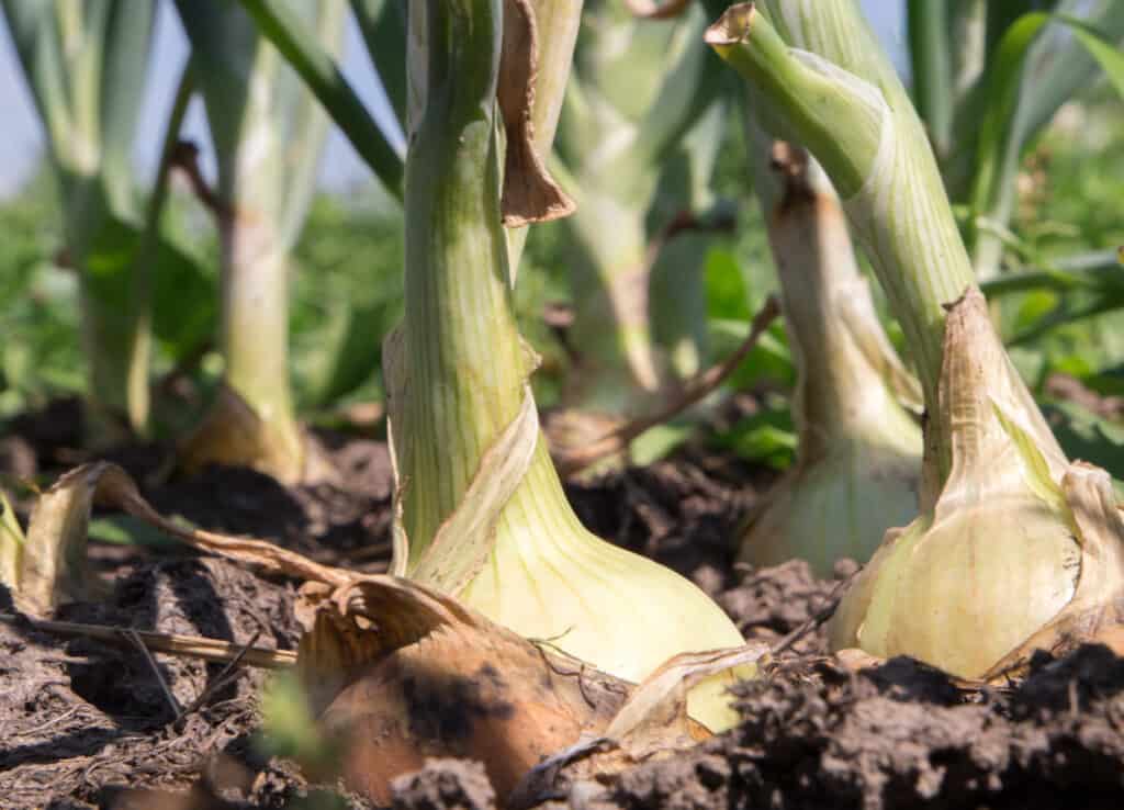 Picking the Bulbs