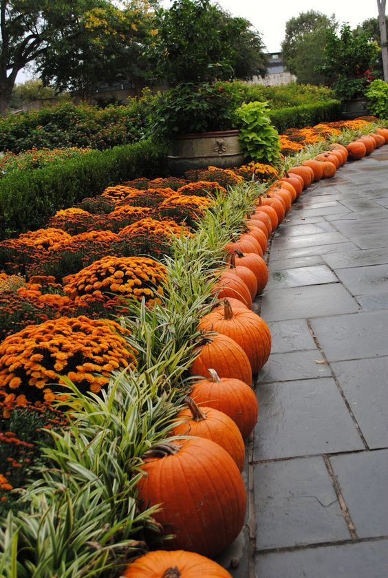 Plants and Pumpkins