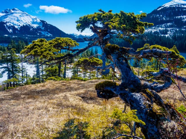 Ready, Steady, and Bonsai