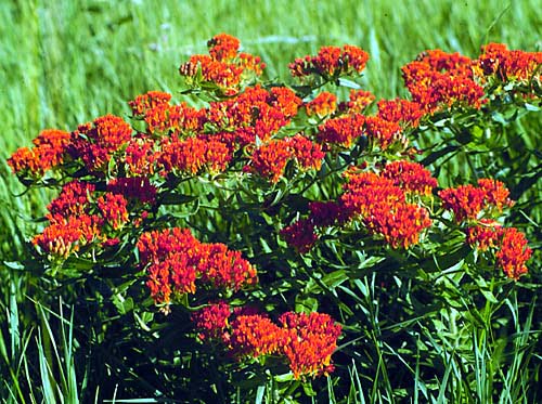 Red Milkweeds