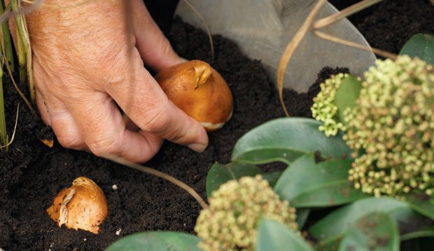 Sow the Plant Bulbs