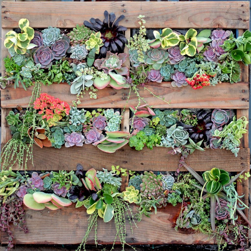 Succulents on Wooden Pallets