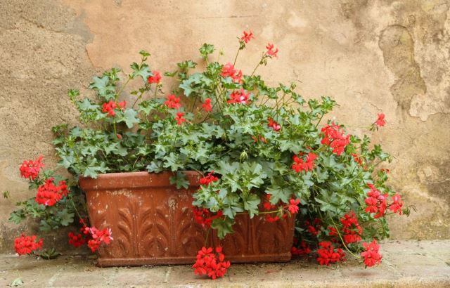 Terracotta Blooms