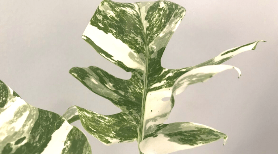 Variegated Monstera Deliciosa