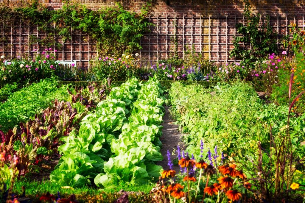 Vegetable Gardening