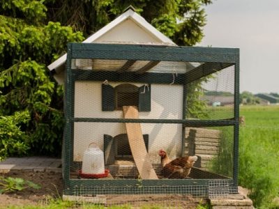 What is a Chicken Coop? A Protective Space for Your Poultry