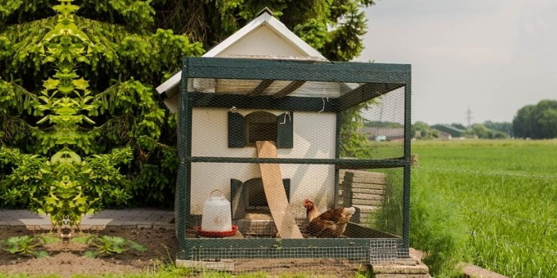 What is a Chicken Coop? A Protective Space for Your Poultry