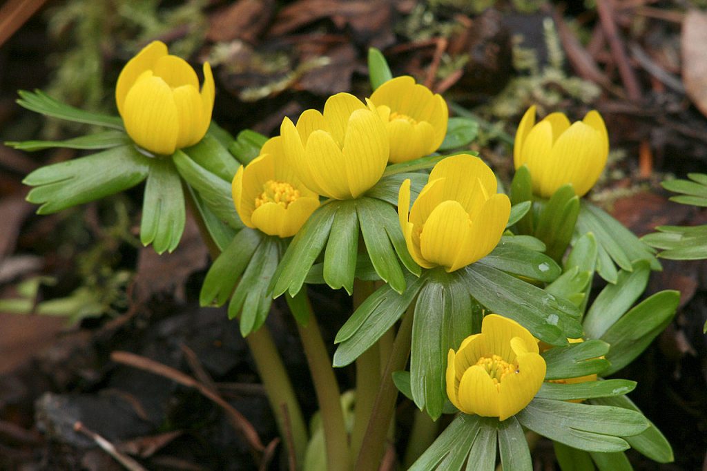 Winter Aconite