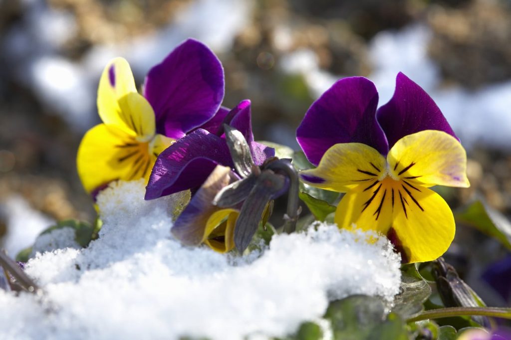 Winter Pansies