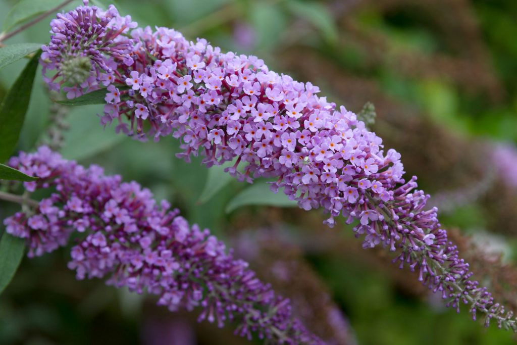 Butterfly Bush