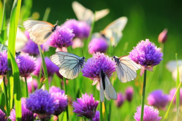 Chive Flowers