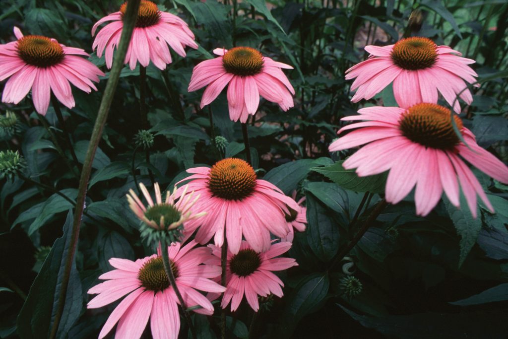 Echinacea Flower