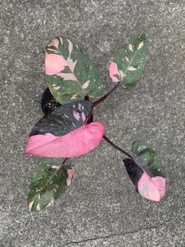 Half Moon Philodendron Pink Princess