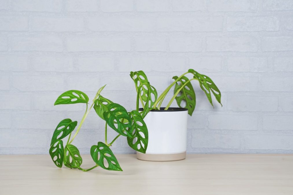 Monstera Obliqua