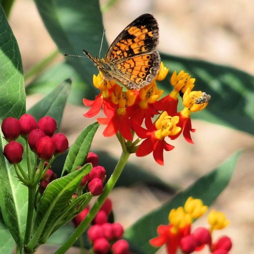 Red Butterfly Weed