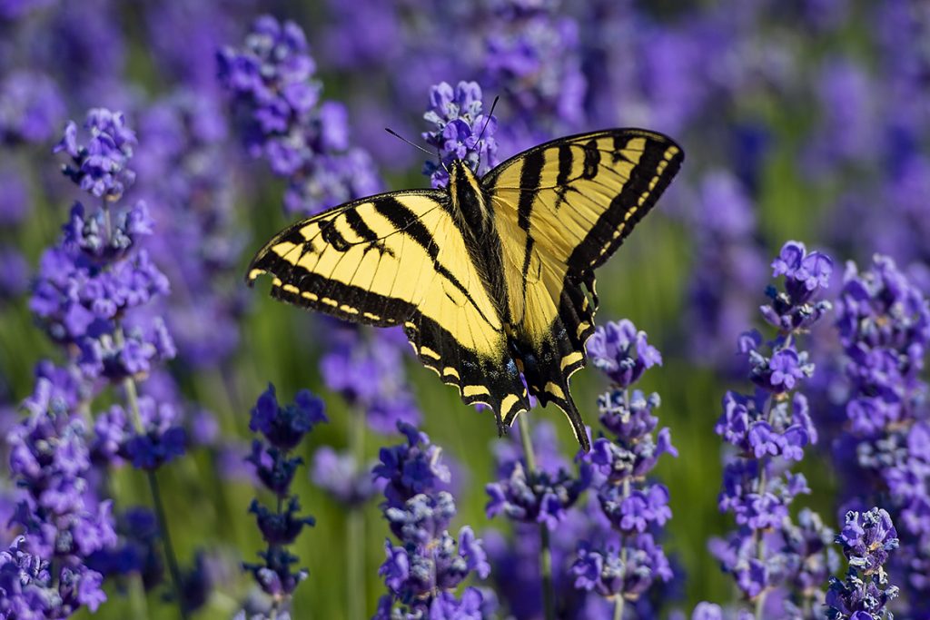 Yellow and Black Butterflies