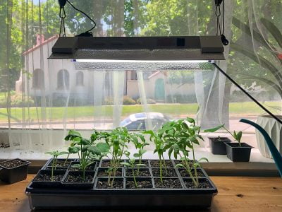 ﻿How to Use a Grow Light to Help your Plants Grow 