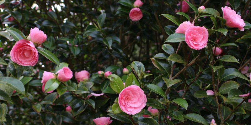 10 Camellias That You Can Grow in Your Garden