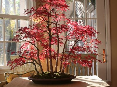 15 Of the Coolest Bonsai Trees for You