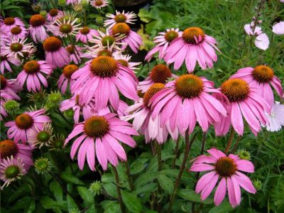 21 Attractive and Easy Sun Loving Perennials