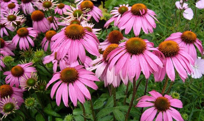 21 Attractive and Easy Sun Loving Perennials