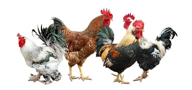 How Many Hens Per Roosters Do You Need? Let's Find the Golden Ratio ...