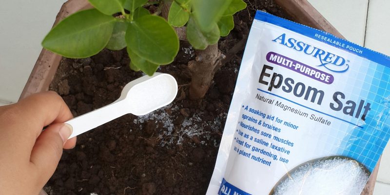 Are Epsom Salts Good for Your Garden